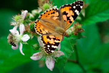 Closeup shot of Vanessa cardui, commonly called the painted lady.