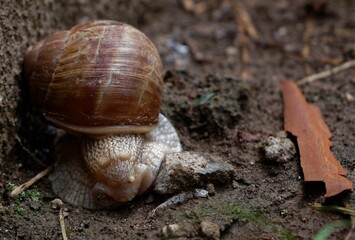 Closeup shot of a brown-shelled snail on the ground.