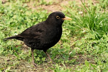 Fototapeta premium Closeup shot of a male blackbird in the green meadow. Turdus merula.