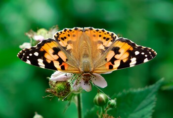 Obraz premium Closeup shot of Vanessa cardui, commonly called the painted lady.