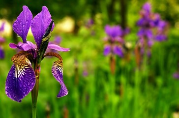 Closeup shot of a Siberian iris flower in a field.