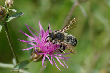 Closeup shot of a male Mediterranean golden-tailed wood-boring bee, Lithurgus chrysurus collecting pollen on a purple Centaurea flower