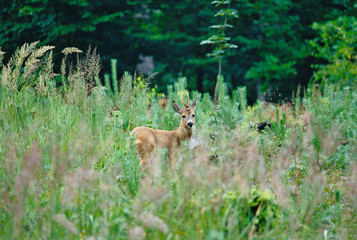 deer in the forest