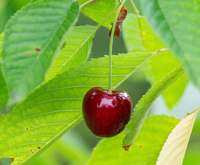 Cherries hanging on a cherry tree branch. Close up of ripe cherry on the branch