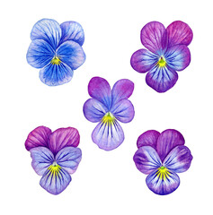 Watercolor painting pansy flowers. Botanical illustration of purple pansy flower can be use as print, poster, postcard, invitation, greeting card, element design, textile, label, sticker, tattoo.