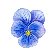 Watercolor painting pansy flowers. Botanical illustration of purple pansy flower can be use as print, poster, postcard, invitation, greeting card, element design, textile, label, sticker, tattoo.