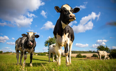 Troupeau de vaches laitières en campagne au printemps, paysage de France.