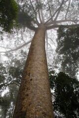 Fototapeta premium Low-angle shot of an evergreen tree with its trunk shrouded in mist