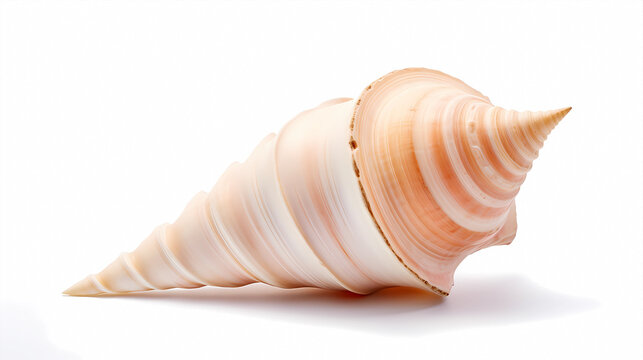 A conch shell on a white background
