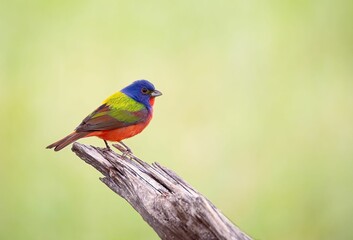 Painted Bunting bird perched on a piece of wood
