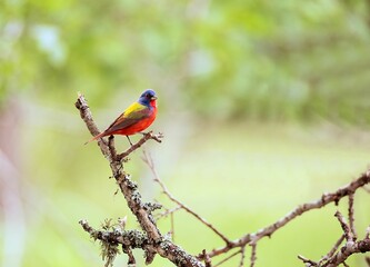 Painted Bunting perched on a branch