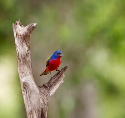 Small painted bunting (Passerina ciris) bird perched atop a tree branch