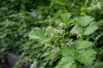 ピンクのキイチゴの花と葉のグループ【ナワシロイチゴ(Rubus...