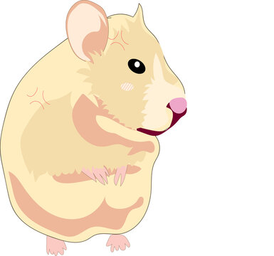 hamsterr