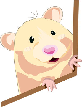 hamster