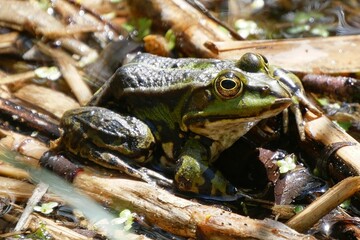 a closeup of a frog in its natural habitat