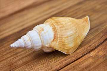 Seashell on wooden background close up
