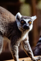 The lemur's fur is beautifully textured, its dense coat providing excellent camouflage among the surrounding leaves. The black stripes extend from its face down to its bushy tail, which curls graceful
