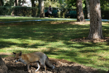 Animals that don't seem to live in an urban environment, have adapted to this environment and live...