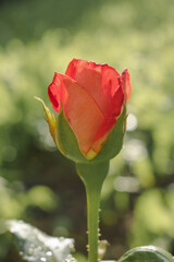 Single red rose. Close-up of a rose against a green background flooded with sunlight. 