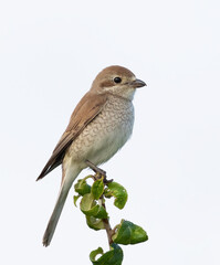 Red-backed shrike. The female sits on top of a young tree, on a white background, cut out