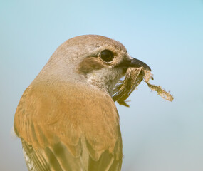 Red-backed shrike. The female holds the nest building material in her beak, close-up of the bird