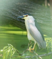 Black-crowned night heron, Nycticorax Nycticorax. A bird sits on a branch over a pond