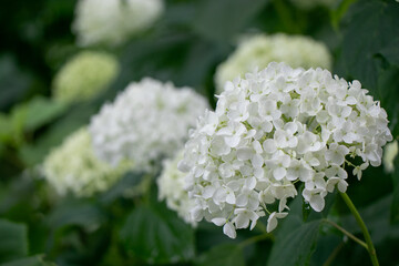 アナベル_紫陽花