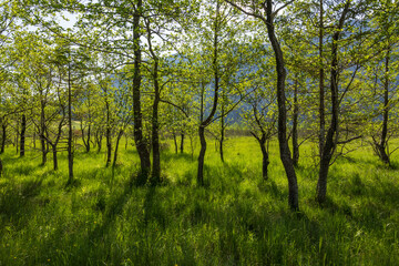 green vally and forest in the mountains