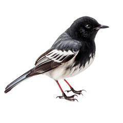 Black bird isolated on transparent background