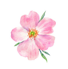Watercolor painting pink rosehip flower. Botanical illustration of purple wild rose flower can be use as print, poster, postcard, invitation, greeting card, element design, textile, summer flower