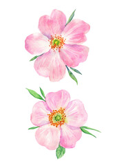 Naklejka na ściany i meble Watercolor painting pink rosehip flower. Botanical illustration of purple wild rose flower can be use as print, poster, postcard, invitation, greeting card, element design, textile, summer flower