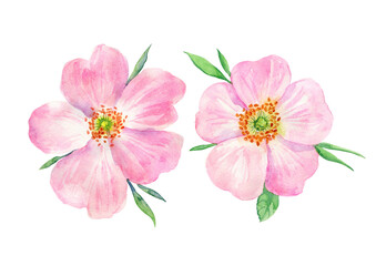 Watercolor painting pink rosehip flower. Botanical illustration of purple wild rose flower can be use as print, poster, postcard, invitation, greeting card, element design, textile, summer flower