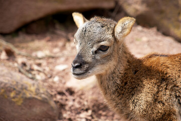 mouflon lamb close-up