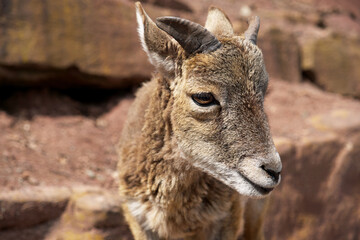mouflon ram with small horns close-up