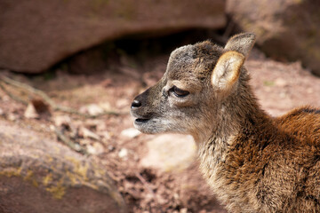 mouflon lamb close-up