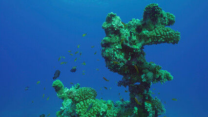 Fototapeta na wymiar Silhouette of coral formation of an unusual bizarre shape on seabed, Red sea, Safaga, Egypt