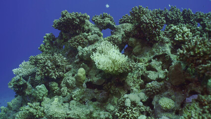 Bleached Hard Table Coral Acropora. Bleaching and death of corals from excessive seawater heating due to climate change and global warming. Decolored corals in Red Sea, Safaga, Egypt