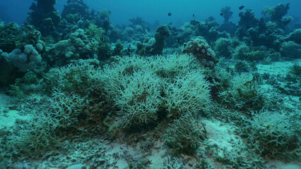 Thin Birdsnest Coral (Seriatopora hystrix) on coral garden of deep sea, Red sea, Safaga, Egypt