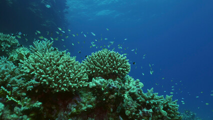 Close up of hard corals colony on coral garden, tropical fish swim along coral reef in sunlight, Red sea, Safaga, Egypt