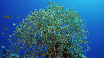 Naklejka na ściany i meble Soft coral colony (Rumphella torta) colorful tropical fish swim around in blue water on sunny day, Red sea, Safaga, Egypt