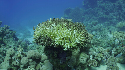 Naklejka na ściany i meble Bleached Hard Table Coral Acropora. Bleaching and death of corals from excessive seawater heating due to climate change and global warming. Decolored corals in Red Sea, Safaga, Egypt