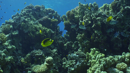 Close up of hard corals colony on coral garden, tropical fish swim along coral reef in sunlight, Red sea, Safaga, Egypt