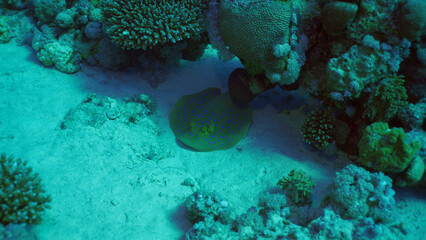 Blue spotted Stingray or Bluespotted Ribbontail Ray (Taeniura lymma) lies on sandy bottom in shadow of coral reef, Red sea, Egypt
