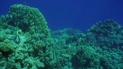Fototapeta na wymiar Hard corals colony Porites, tropical fish swim above top of coral reef in sun rays, Red sea, Safaga, Egypt