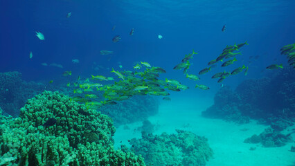 School of Yellowfin Goatfish (Mulloidichthys vanicolensis) swims over coral reef, Red sea, Safaga, Egypt