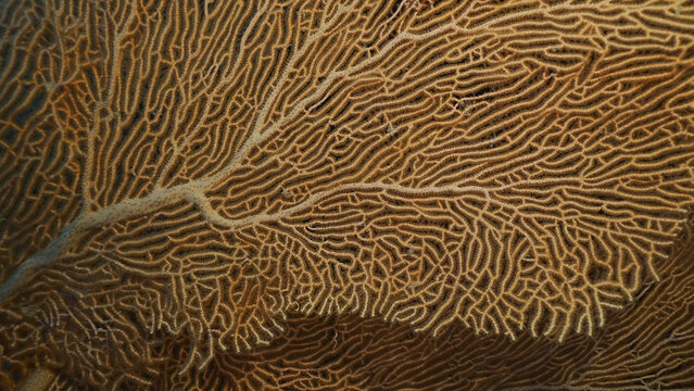 Close up of soft coral Giant Gorgonian or Sea fan (Subergorgia mollis) in coral garden at sea depth, Red sea, Safaga, Egypt