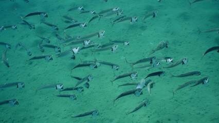 Top view on shoal of Striped Mackerel or Indian Nackerel (Rastrelliger kanagurta) swimming with...