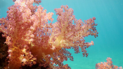 Fototapeta na wymiar Bright multi-colored Soft Coral Dendronephthya hang in clusters from support of pier on brightly sunny day insunrays, Red sea, Safaga, Egypt