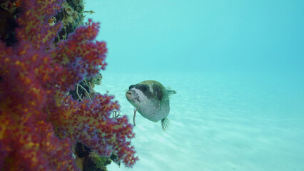 Puffer fish swims next to coral-covered pier. Masked Puffer (Arothron diadematus) swimming next to...
